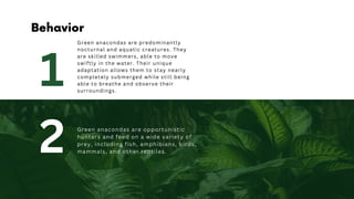 2
1
Green anacondas are predominantly
nocturnal and aquatic creatures. They
are skilled swimmers, able to move
swiftly in the water. Their unique
adaptation allows them to stay nearly
completely submerged while still being
able to breathe and observe their
surroundings.
Behavior
 