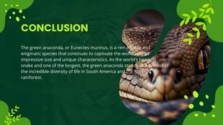 CONCLUSION
The green anaconda, or Eunectes murinus, is a remarkable and
enigmatic species that continues to captivate the world with its
impressive size and unique characteristics. As the world's heaviest
snake and one of the longest, the green anaconda stands as a symbol of
the incredible diversity of life in South America and the Amazon
rainforest.
 
