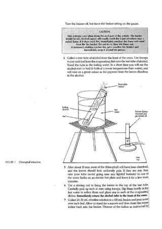 Green or variegated prac