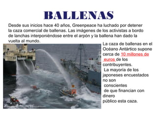 BALLENAS
Desde sus inicios hace 40 años, Greenpeace ha luchado por detener
la caza comercial de ballenas. Las imágenes de los activistas a bordo
de lanchas interponiéndose entre el arpón y la ballena han dado la
vuelta al mundo.
La caza de ballenas en el
Océano Antártico supone
cerca de 10 millones de
euros de los
contribuyentes.
La mayoría de los
japoneses encuestados
no son
conscientes
de que financian con
dinero
público esta caza.
 