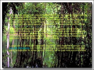 Los bosques juegan un papel fundamental en la regulación climática, el mantenimiento de las fuentes y caudales de agua y la conservación de los suelos. Por ello, las selvas y demás bosques son posiblemente el patrimonio natural más importante pero también el más amenazado y depredado por la mano del hombre.  Greenpeace sostiene que el uso de los recursos debe tener un carácter ordenado y sustentable, involucrando a las comunidades locales. Proteger muestras representativas de cada ecosistema, utilizando responsablemente los recursos naturales y restaurar los bosques y selvas destruidos y degradados, Luego de 12 años de campaña lograron que Argentina tenga una   Ley de Bosques.  La misma constituye una herramienta esencial para solucionar la emergencia forestal en la que nos encontramos. 