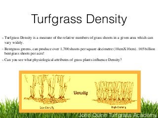 John Quinn Turfgrass Academy
Turfgrass Density
Turfgrass Density is a measure of the relative numbers of grass shoots in a given area which can
vary widely.
Bentgrass greens, can produce over 1,700 shoots per square decimetre (10cmX10cm). 165 billion
bentgrass shoots per acre!
Can you see what physiological attributes of grass plants inﬂuence Density?  
 