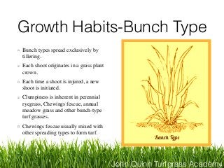John Quinn Turfgrass Academy
Growth Habits-Bunch Type
Bunch types spread exclusively by
tillering.
Each shoot originates in a grass plant
crown.
Each time a shoot is injured, a new
shoot is initiated.
Clumpiness is inherent in perennial
ryegrass, Chewings fescue, annual
meadow grass and other bunch-type
turf grasses.
Chewings fescue usually mixed with
other spreading types to form turf.
 