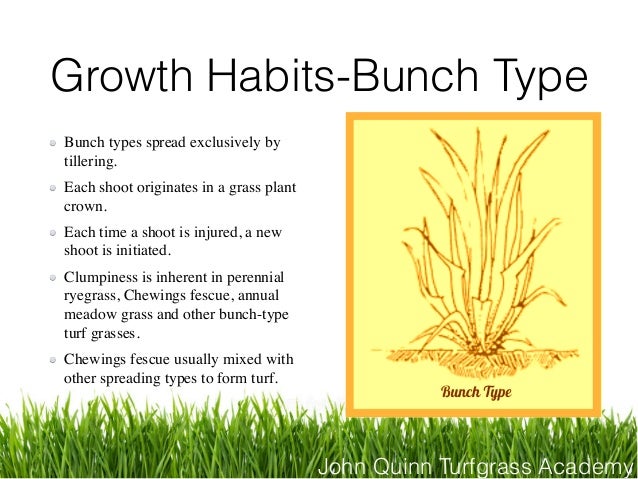 golf and lawn bowls green performance explained turfgrass types