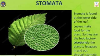 STOMATA
Stomata is found
at the lower side
of the leaf.
Leaves make
food for the
plant. So they are
the food factory
of a plant.Leaves help the
plant to let gases
in and out
through stomata.
 