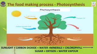 The food making process - Photosynthesis
SUNLIGHT + CARBON DIOXIDE + WATER +MINERALS + CHLOROPHYLL
SUGAR + OXYGEN + WATER VAPOUR
 