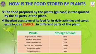 HOW IS THE FOOD STORED BY PLANTS
❖The food prepared by the plants (glucose) is transported
by the all parts of the plant.
❖The plant uses some of its food for its daily activities and stores
extra food as STARCH in different parts of the plant.
Plants Storage of food
Sugar cane and Potato Stem
Beetroot and Carrot Root
Spinach and Lettuce Leaf
Broccoli and Cauliflower Flower
Mango and Apple Fruit
Coffee and Gram Seed
 