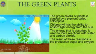 THE GREEN PLANTS
The green coloUr of plants is
caused by a pigment called
chlorophyll.
Chlorophyll has the ability to
absorb light energy from the sun.
The energy that is absorbed is
used to force reactions with water
and carbon dioxide.
The result of these reactions is
the production sugar and oxygen
 