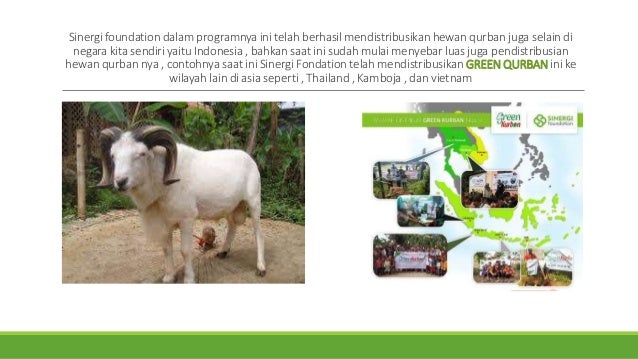 jual hewan qurban di bandung , jual kambing kurban murah , jual sapi
