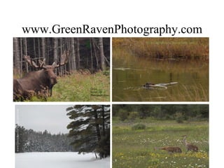 www.GreenRavenPhotography.com 