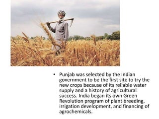 • Punjab was selected by the Indian
government to be the first site to try the
new crops because of its reliable water
supply and a history of agricultural
success. India began its own Green
Revolution program of plant breeding,
irrigation development, and financing of
agrochemicals.
 