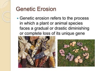 Genetic Erosion
 Genetic erosion refers to the process
in which a plant or animal species
faces a gradual or drastic diminishing
or complete loss of its unique gene
pool
 