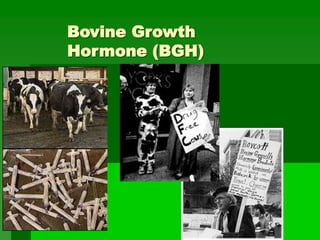 Bovine Growth
Hormone (BGH)
 