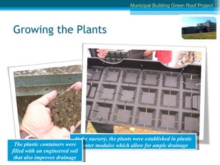 Growing the Plants At the nursery, the plants were established in plastic planter modules which allow for ample drainage The plastic containers were filled with an engineered soil that also improves drainage Municipal Building Green Roof Project 