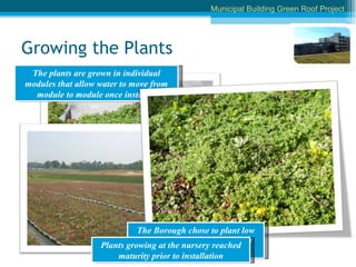 Growing the Plants Municipal Building Green Roof Project The plants are grown in individual modules that allow water to move from module to module once installed The Borough chose to plant low growing sedums in a variety of colors and textures Plants growing at the nursery reached maturity prior to installation 