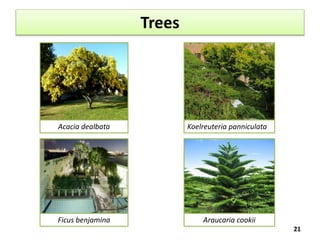 Trees
21
Acacia dealbata Koelreuteria panniculata
Ficus benjamina Araucaria cookii
 