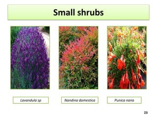 Small shrubs
23
Lavandula sp Nandina domestica Punica nana
 