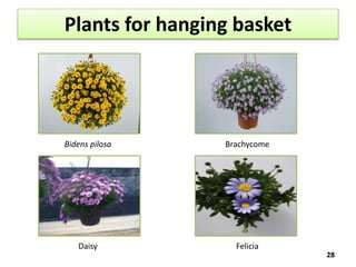 Plants for hanging basket
28
Bidens pilosa Brachycome
Daisy Felicia
 