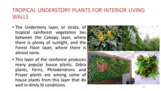 TROPICAL UNDERSTORY PLANTS FOR INTERIOR LIVING
WALLS
• The Understory layer, or strata, of
tropical rainforest vegetation lies
between the Canopy layer, where
there is plenty of sunlight, and the
Forest Floor layer, where there is
almost none.
• This layer of the rainforest produces
many popular house plants. Zebra
plants, Ferns, Philodendrons and
Prayer plants are among some of
house plants from this layer that do
well in dimly lit conditions. 33
 