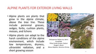 ALPINE PLANTS FOR EXTERIOR LIVING WALLS
• Alpine plants are plants that
grow in the alpine climate,
above the tree line. These
include perennial grasses,
sedges, forbs, cushion plants,
mosses, and lichens
• Alpine plants can adapt to the
harsh conditions of the alpine
environment, which include
low temperatures, dryness,
ultraviolet radiation, and a
short growing season 35
Delosperma Yellow Ice, Iberis
Snowflake
Phlox Candy Stripes, Sedum
Dragon's Blood
Mazus Reptans, Veronica Christy
 