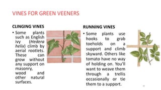 VINES FOR GREEN VEENERS
CLINGING VINES
• Some plants
such as English
ivy (Hedera
helix) climb by
aerial rootlets.
These can
grow without
any support on
masonry,
wood and
other natural
surfaces.
36
RUNNING VINES
• Some plants use
hooks to grab
toeholds on a
support and climb
skyward. Others like
tomato have no way
of holding on. You’ll
want to weave them
through a trellis
occasionally or tie
them to a support.
 