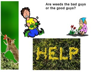Are weeds the bad guys
or the good guys?
 