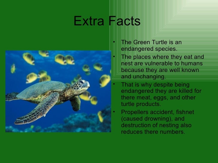 Green Sea Turtle = )
