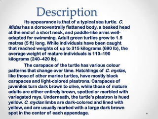 Description	Its appearance is that of a typical sea turtle. C. Midas has a dorsoventrally flattened body, a beaked head at the end of a short neck, and paddle-like arms well-adapted for swimming. Adult green turtles grow to 1.5 metres (5 ft) long. While individuals have been caught that reached weights of up to 315 kilograms (690 lb), the average weight of mature individuals is 110–190 kilograms (240–420 lb). 	The carapace of the turtle has various colour patterns that change over time. Hatchlings of C. mydas, like those of other marine turtles, have mostly black carapaces and light-colored plastrons. Carapaces of juveniles turn dark brown to olive, while those of mature adults are either entirely brown, spotted or marbled with variegated rays. Underneath, the turtle's plastron is hued yellow. C. mydas limbs are dark-colored and lined with yellow, and are usually marked with a large dark brown spot in the center of each appendage.