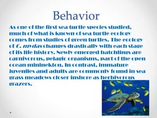 BehaviorAs one of the first sea turtle species studied, much of what is known of sea turtle ecology comes from studies of green turtles. The ecology of C. mydaschanges drastically with each stage of its life history. Newly emerged hatchlings are carnivorous, pelagic organisms, part of the open ocean mininekton. In contrast, immature juveniles and adults are commonly found in sea grass meadows closer inshore as herbivorous grazers.