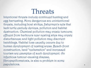 ThreatsIntentional threats include continued hunting and egg harvesting. More dangerous are unintentional threats, including boat strikes, fishermen's nets that lack turtle exclude devices, pollution and habitat destruction. Chemical pollution may create tumours; effluent from harbours near nesting sites may create disturbances; and light pollution may disorient hatchlings. Habitat loss usually occurs due to human development of nesting areas. Beach-front construction, land "reclamation" and increased tourism are examples of such development. An infectious tumour-causing disease, fibropapillomatosis, is also a problem in some populations. 