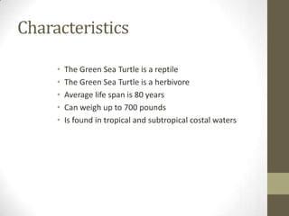 Characteristics
• The Green Sea Turtle is a reptile
• The Green Sea Turtle is a herbivore
• Average life span is 80 years
• Can weigh up to 700 pounds
• Is found in tropical and subtropical costal waters
 