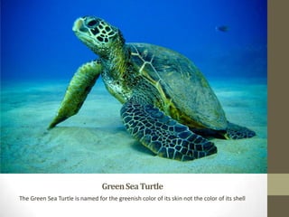 GreenSeaTurtle
The Green Sea Turtle is named for the greenish color of its skin not the color of its shell
 