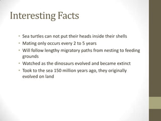 Interesting Facts
• Sea turtles can not put their heads inside their shells
• Mating only occurs every 2 to 5 years
• Will follow lengthy migratory paths from nesting to feeding
grounds
• Watched as the dinosaurs evolved and became extinct
• Took to the sea 150 million years ago, they originally
evolved on land
 