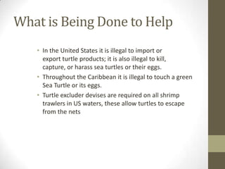 What is Being Done to Help
• In the United States it is illegal to import or
export turtle products; it is also illegal to kill,
capture, or harass sea turtles or their eggs.
• Throughout the Caribbean it is illegal to touch a green
Sea Turtle or its eggs.
• Turtle excluder devises are required on all shrimp
trawlers in US waters, these allow turtles to escape
from the nets
 
