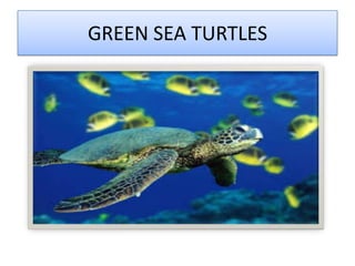 GREEN SEA TURTLES
 