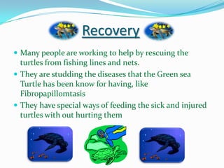 Recovery
 Many people are working to help by rescuing the

turtles from fishing lines and nets.
 They are studding the diseases that the Green sea
Turtle has been know for having, like
Fibropapillomtasis
 They have special ways of feeding the sick and injured
turtles with out hurting them

 