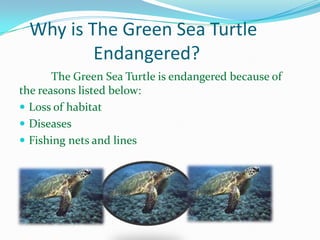 Why is The Green Sea Turtle
Endangered?
The Green Sea Turtle is endangered because of
the reasons listed below:
 Loss of habitat
 Diseases
 Fishing nets and lines

 