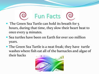 Fun Facts
 The Green Sea Turtle can hold its breath for 5

hours, during that time, they slow their heart beat to
once every 9 minutes.
 Sea turtles have been on Earth for over 100 million
years.
 The Green Sea Turtle is a neat freak; they have turtle
washes where fish eat all of the barnacles and algae of
their backs

 