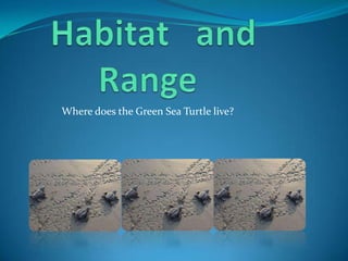 Where does the Green Sea Turtle live?

 