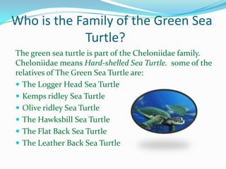 Who is the Family of the Green Sea
Turtle?
The green sea turtle is part of the Cheloniidae family.
Cheloniidae means Hard-shelled Sea Turtle. some of the
relatives of The Green Sea Turtle are:
 The Logger Head Sea Turtle
 Kemps ridley Sea Turtle
 Olive ridley Sea Turtle
 The Hawksbill Sea Turtle
 The Flat Back Sea Turtle
 The Leather Back Sea Turtle

 