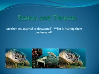 Are they endangered or threatened? What is making them
endangered?

 