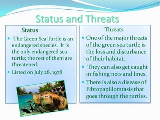 Status and Threats
Status
 The Green Sea Turtle is an
endangered species. It is
the only endangered sea
turtle; the rest of them are
threatened.
 Listed on July 28, 1978

Threats
 One of the major threats
of the green sea turtle is
the loss and disturbance
of their habitat.
 They can also get caught
in fishing nets and lines.
 There is also a disease of
Fibropapillomtasis that
goes through the turtles.

 