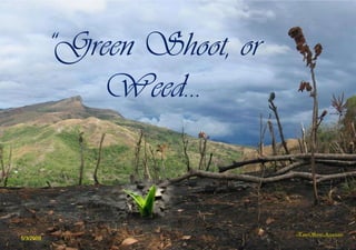 “Green Shoot, or
              Weed…



                              EuroServe-Associates
5/3/2009
 
