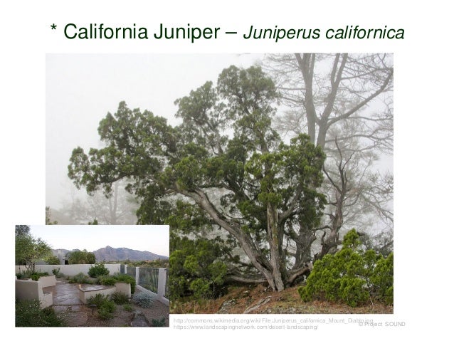 Future Plants By Randy Stewart Junipers For All Landscapes