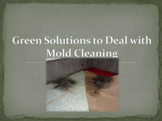 Green Solutions to Deal with Mold Cleaning 
