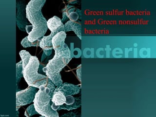 Green sulfur bacteria
and Green nonsulfur
bacteria
 