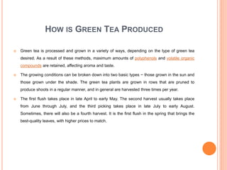 HOW IS GREEN TEA PRODUCED
 Green tea is processed and grown in a variety of ways, depending on the type of green tea
desired. As a result of these methods, maximum amounts of polyphenols and volatile organic
compounds are retained, affecting aroma and taste.
 The growing conditions can be broken down into two basic types − those grown in the sun and
those grown under the shade. The green tea plants are grown in rows that are pruned to
produce shoots in a regular manner, and in general are harvested three times per year.
 The first flush takes place in late April to early May. The second harvest usually takes place
from June through July, and the third picking takes place in late July to early August.
Sometimes, there will also be a fourth harvest. It is the first flush in the spring that brings the
best-quality leaves, with higher prices to match.
 