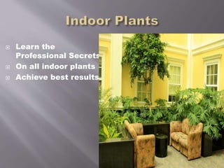  Learn the
Professional Secrets
 On all indoor plants
 Achieve best results
 