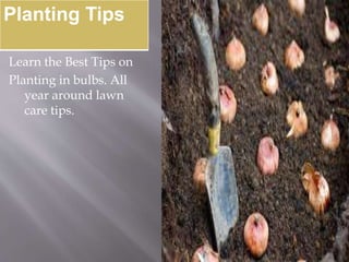 Learn the Best Tips on
Planting in bulbs. All
year around lawn
care tips.
Planting Tips
 