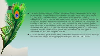  The indiscriminate logging of Chile's temperate forests has resulted in the tragic
disappearance of thousand-year-old forests. The most publicized case of illegal
logging, which has been taken up by environmental agencies, including
Greenpeace, is that of the rare alerce tree, which is found in the Andes and can live
for up to 3,500 years. Many animals are in serious risk of extinction throughout the
country, as well. As of 2001, of the 91 listed mammals in Chile, some 16 species
were registered as endangered. Almost 5% of Chile's 298 breeding bird species are
threatened with extinction, most notably the tundra peregrine falcon, the Chilean
woodstar, and the ruddy-headed goose. Also threatened are four types of
freshwater fish and over 250 plant species.
 Chile hasn't made great strides in the sustainable accommodations arena, although
eco-conscious lodges are popping up in Patagonia and the Lake District.
 